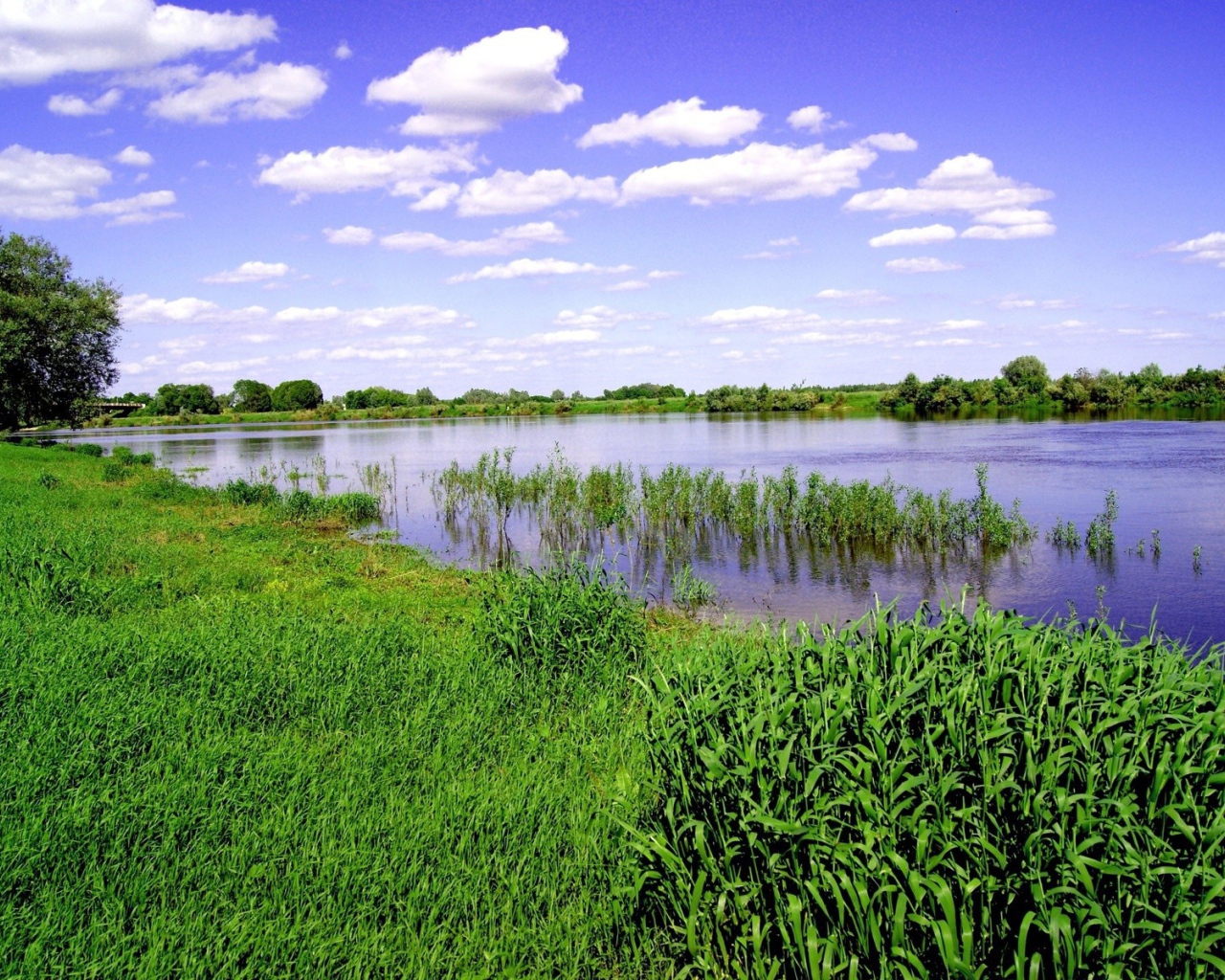 Заливной луг на берегу реки