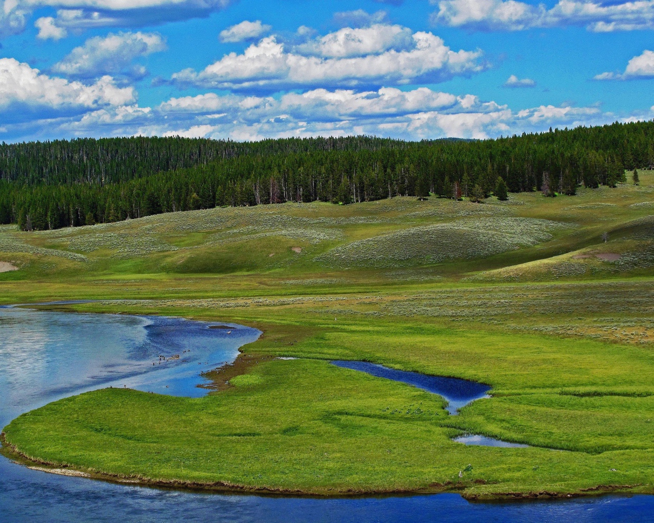 Заболоченный берег реки
