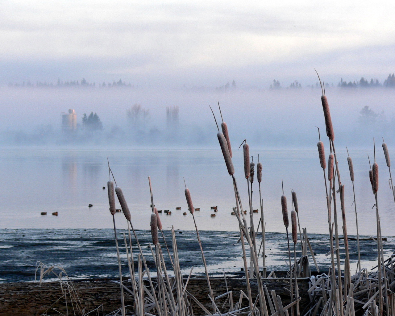 Камыш и туман на озере