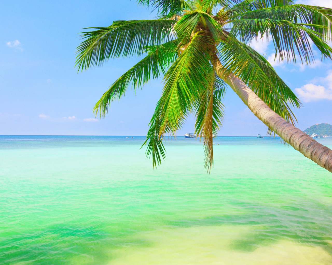 Пальма у зеленой воды на мелководье