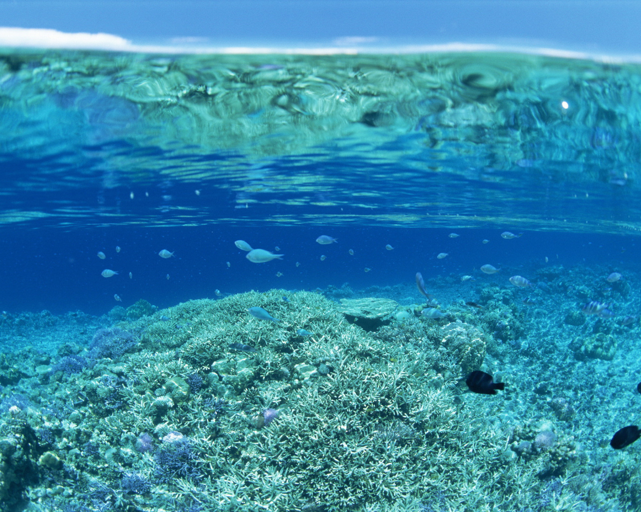 Прозрачная вода на коралловом рифе