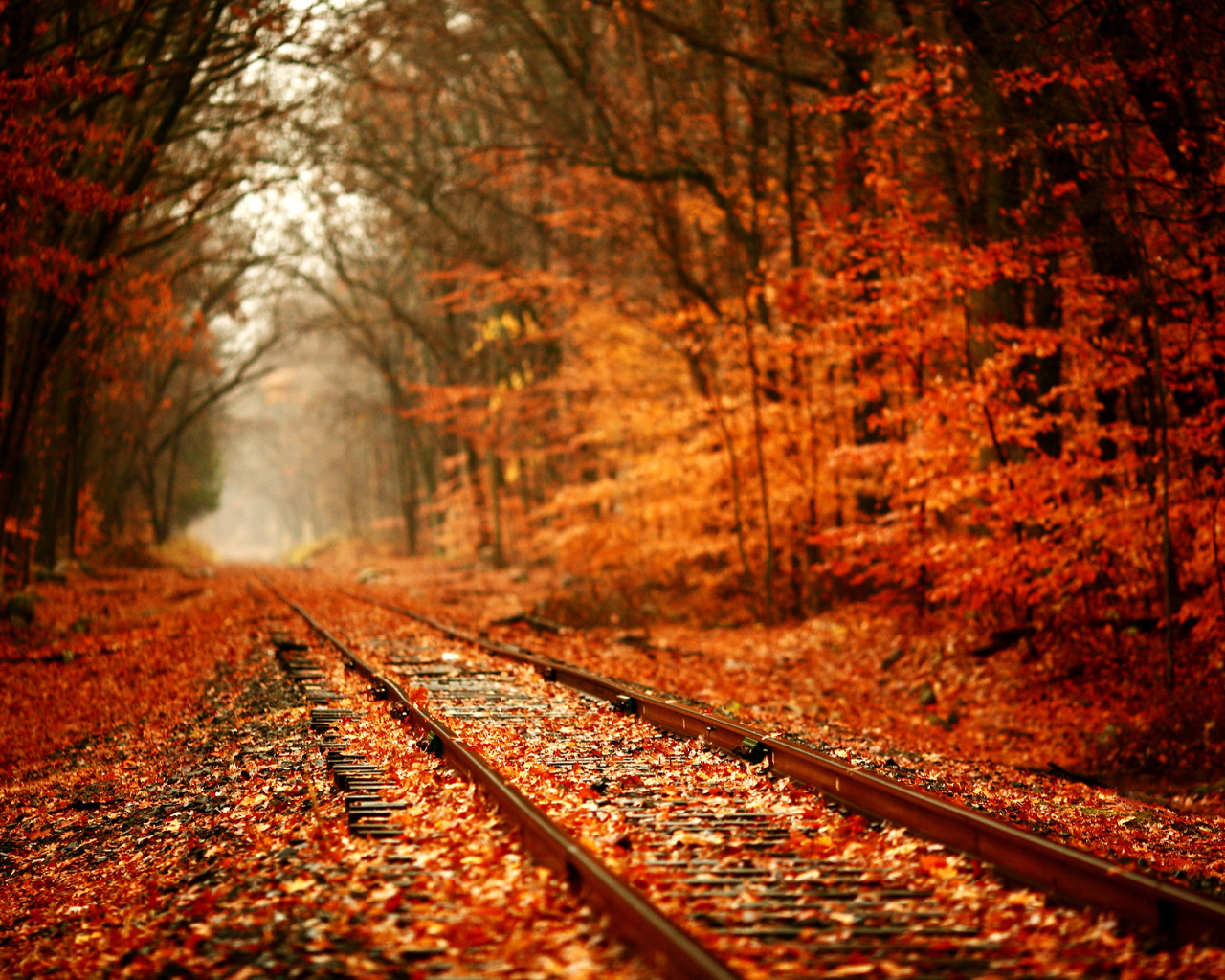 Железная дорога в желтом лесу