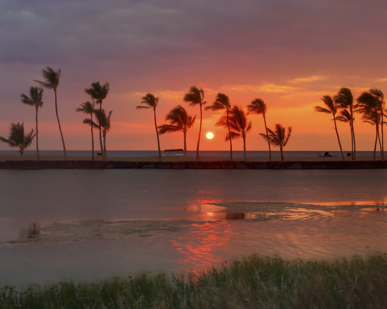 Ряд пальм на берегу моря на фоне заката