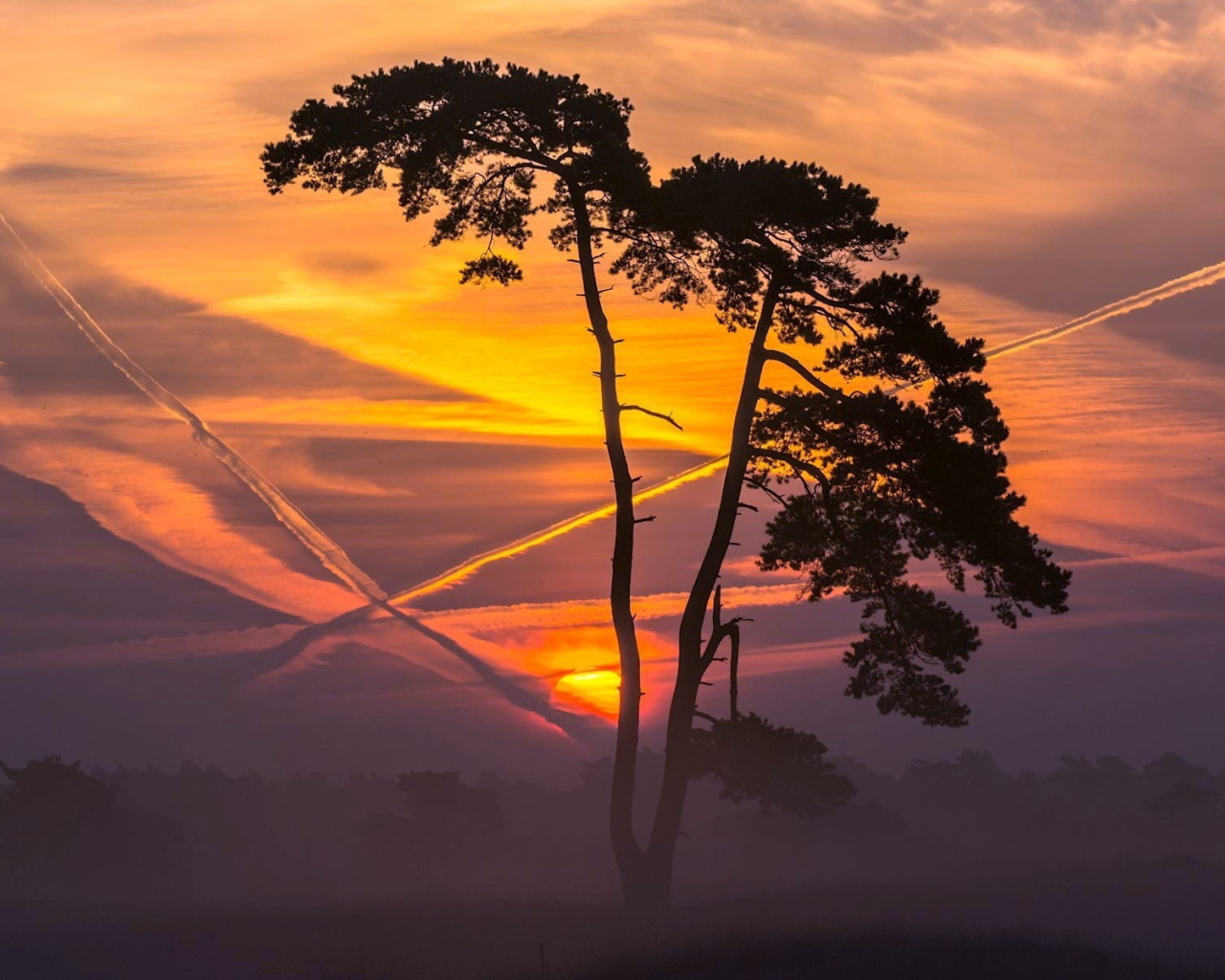 Дерево на фоне заката и следов самолета в небе