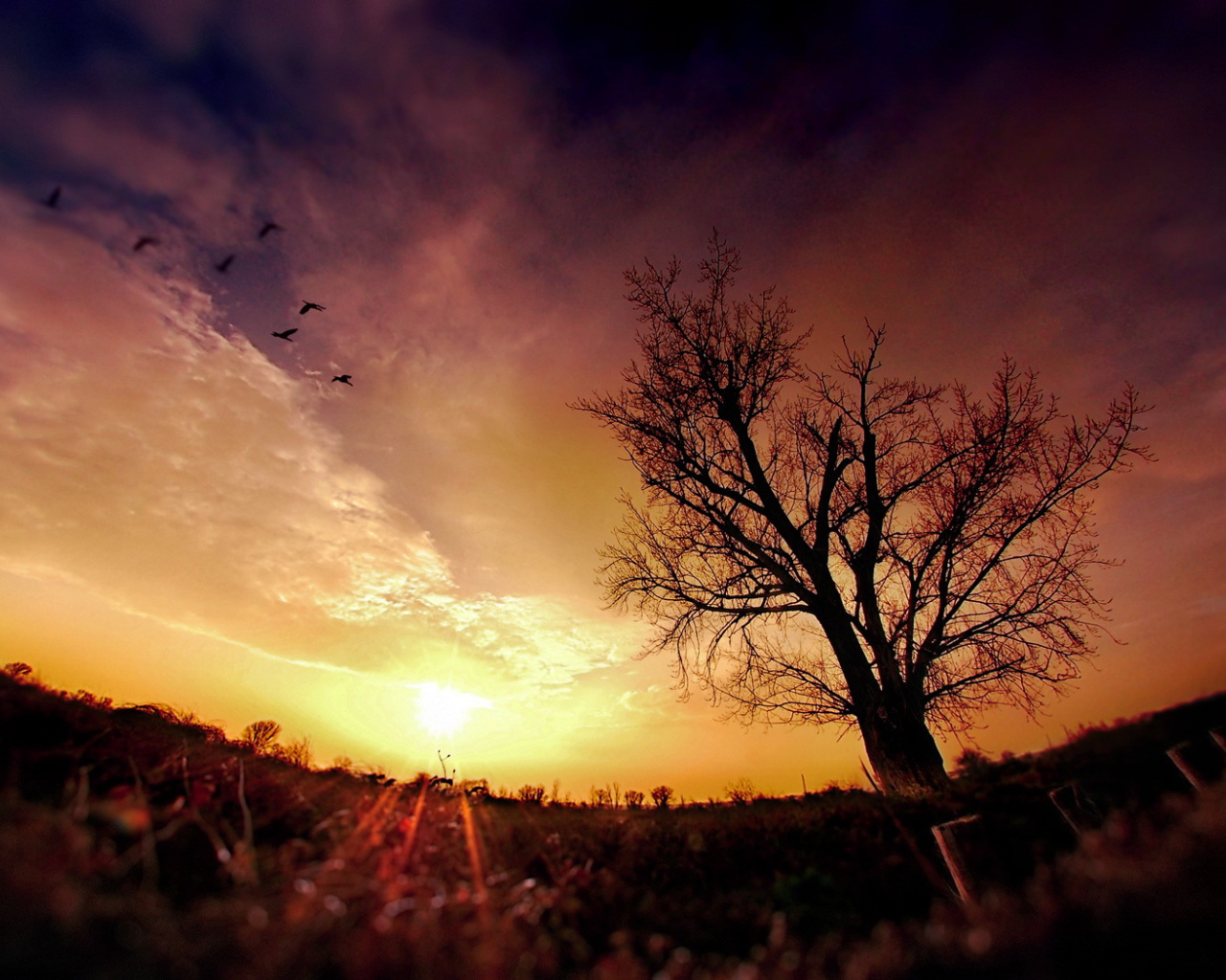 Птицы в облаках на закате