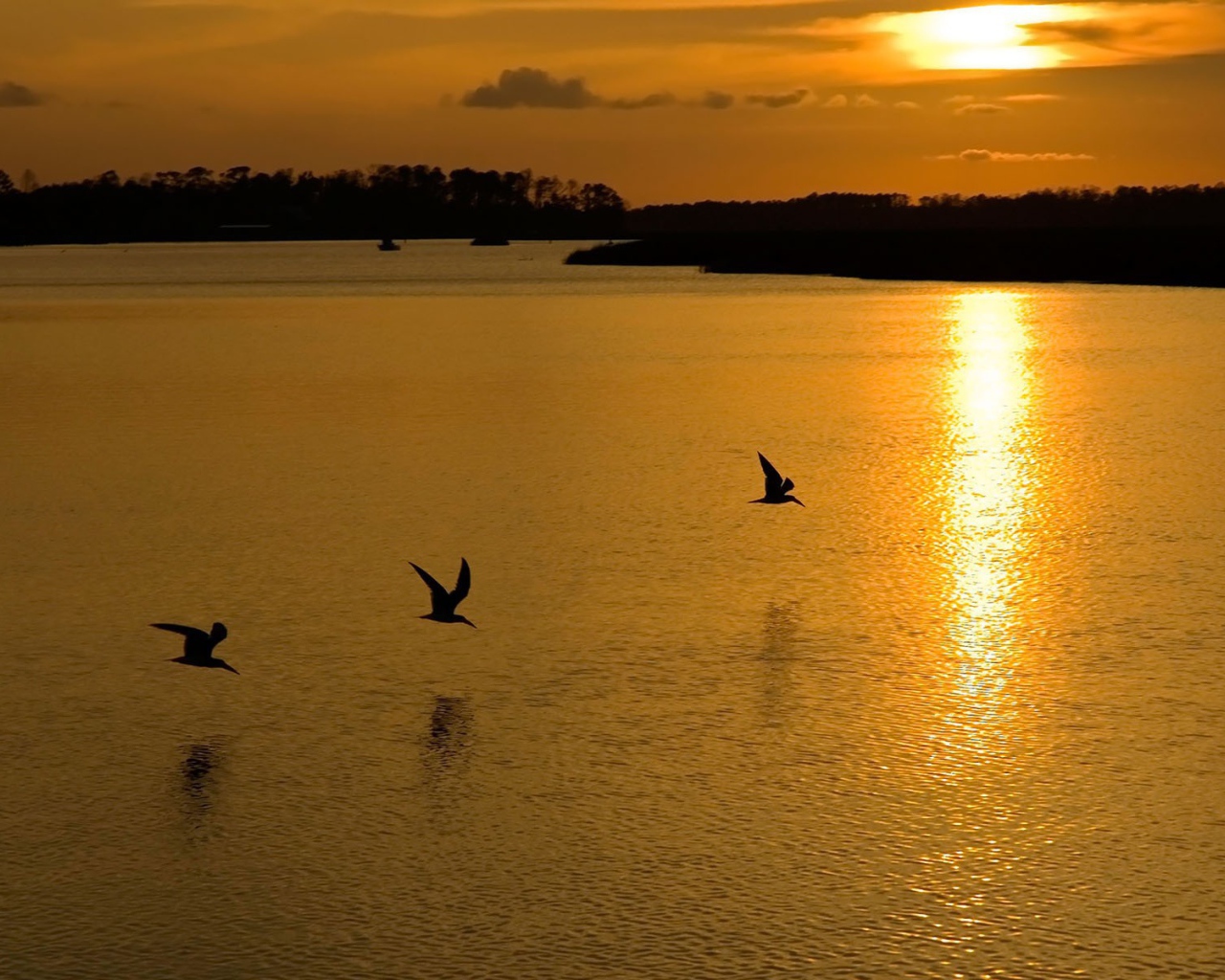 Птицы на озере во время заката