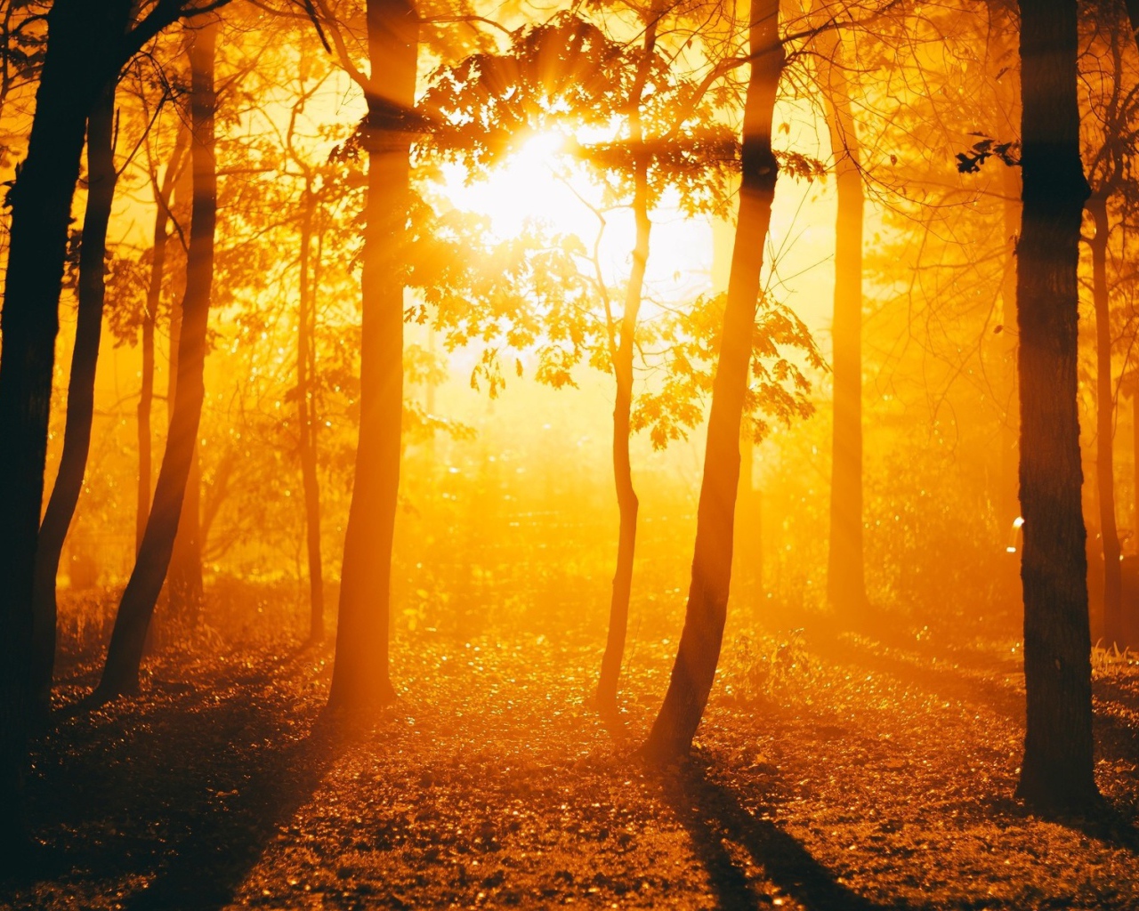 Огненный закат в осеннем лесу