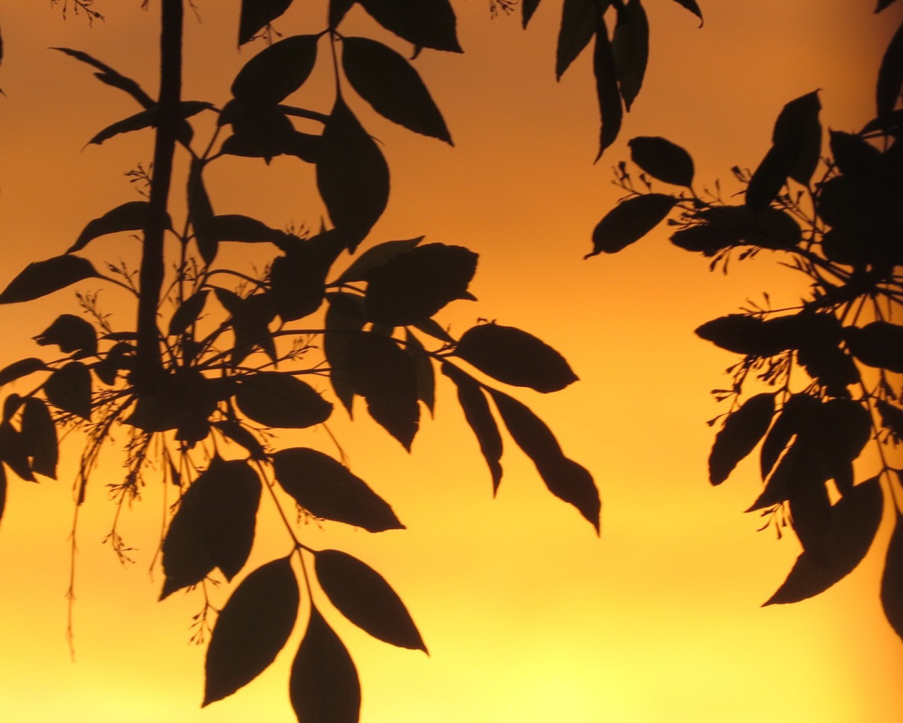 Листья на фоне оранжевого неба