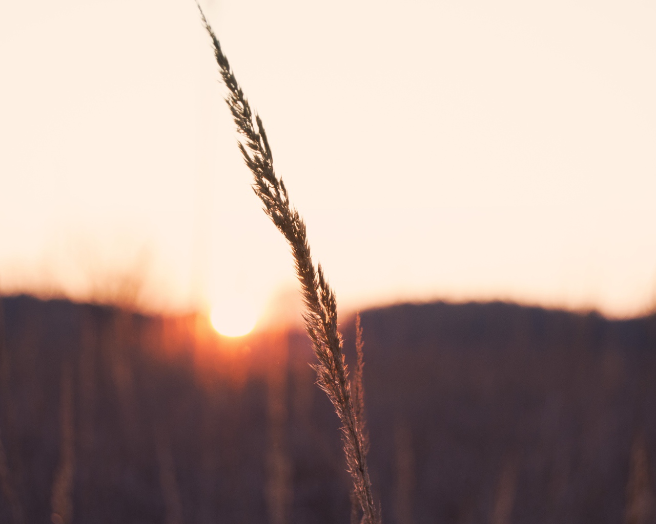 Одинокий колосок на фоне заката