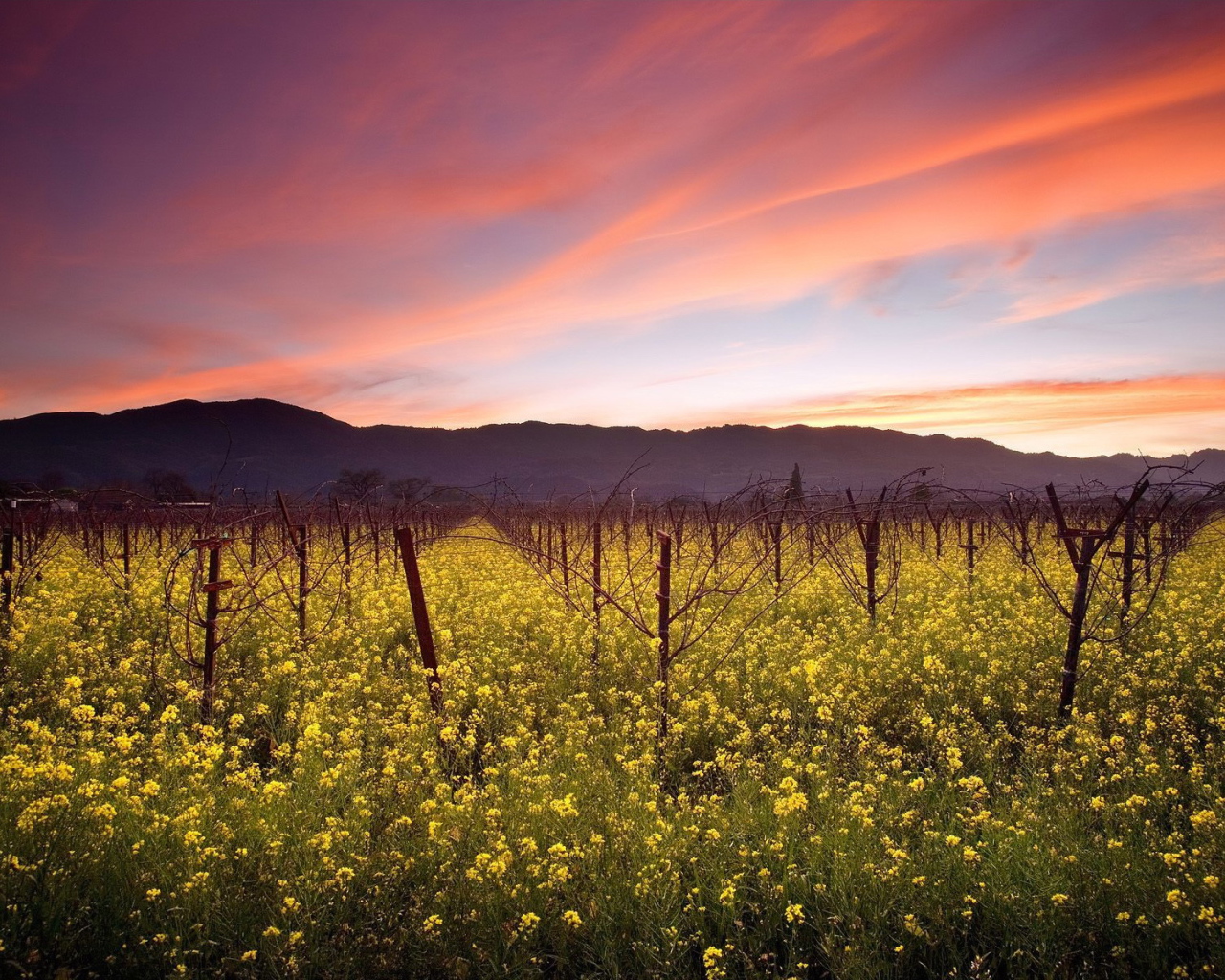 Красные облака над садом
