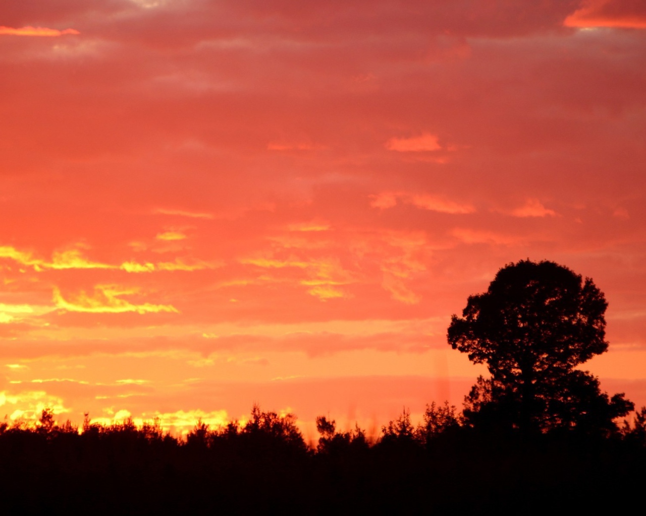 Силуэт дерева на красном фоне заката