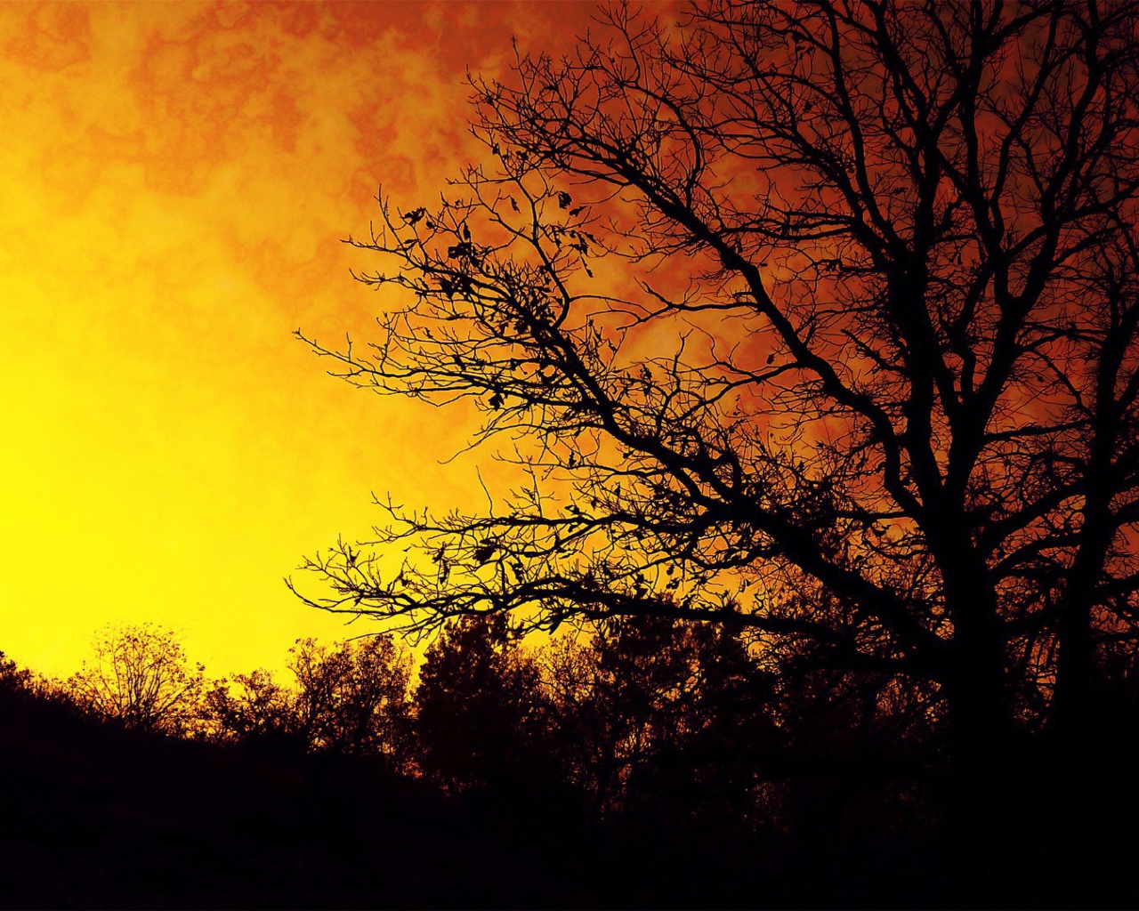 Силуэт осеннего дерева на фоне оранжевого неба