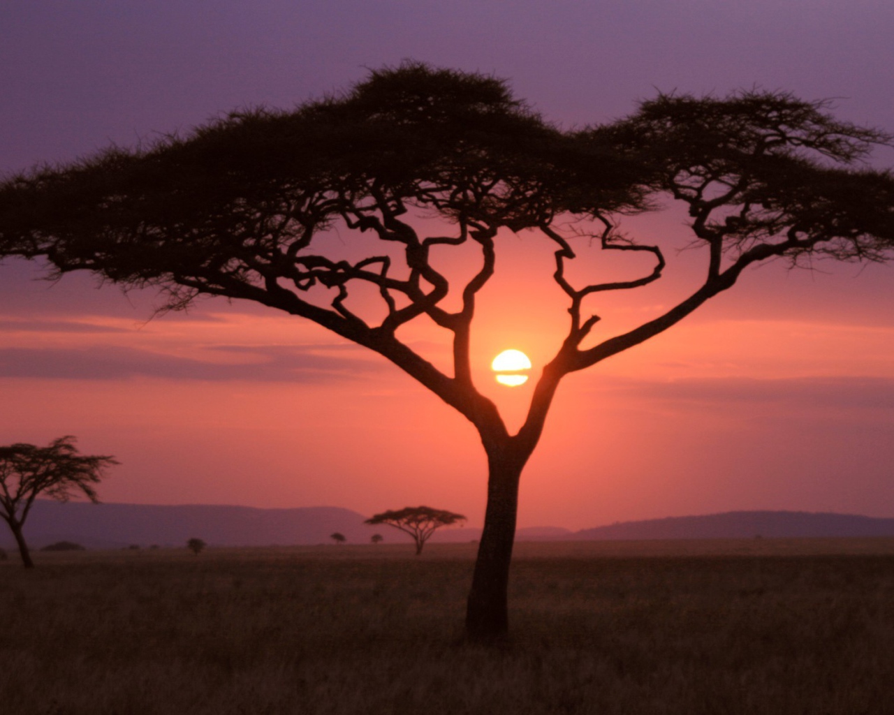 Скудная растительность саванны на закате солнца