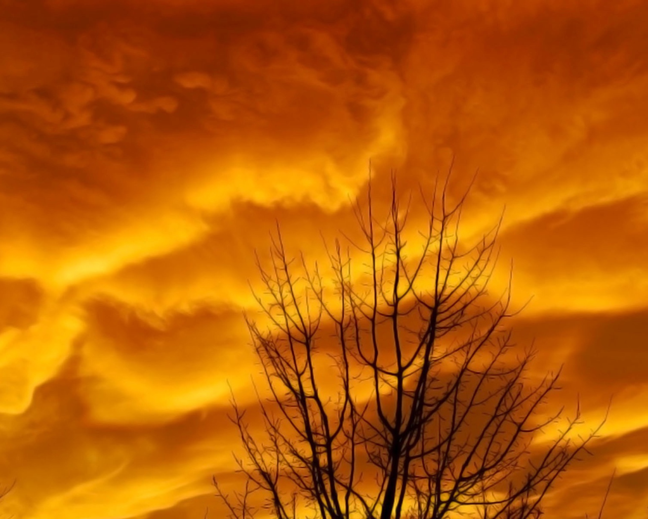 Голые ветви дерева на фоне оранжевых облаков заката