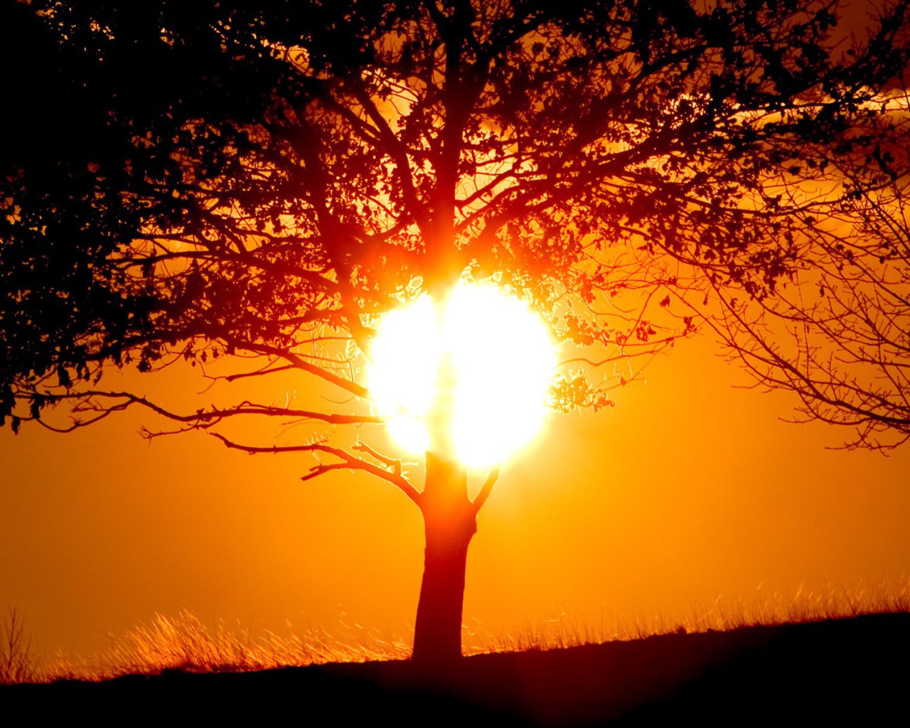 Ствол дерева растворился в закатном солнце