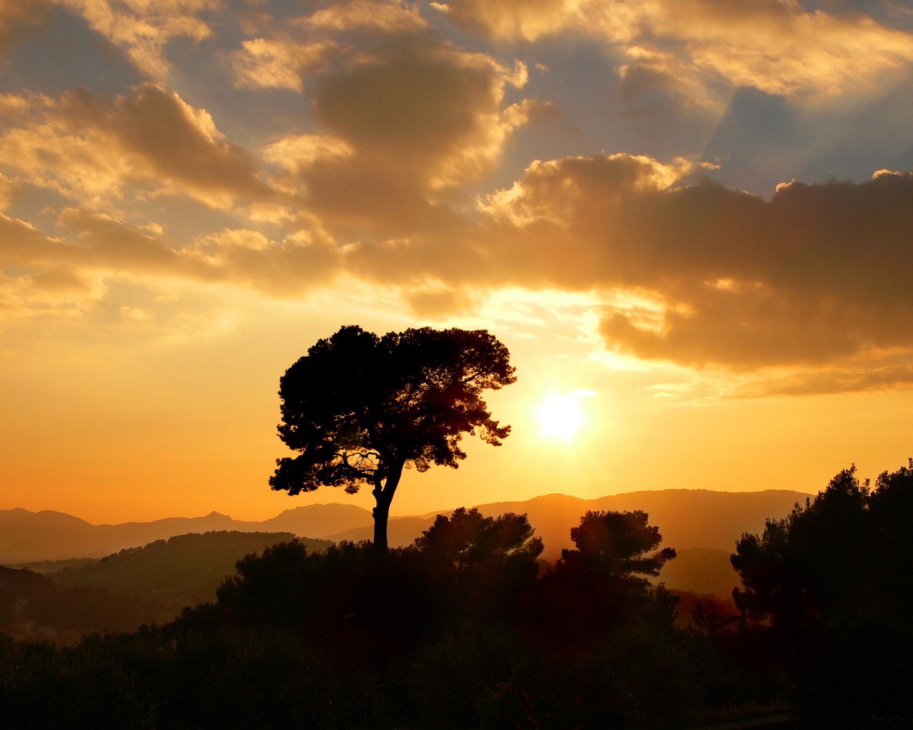 Дерево на фоне оранжевых облаков