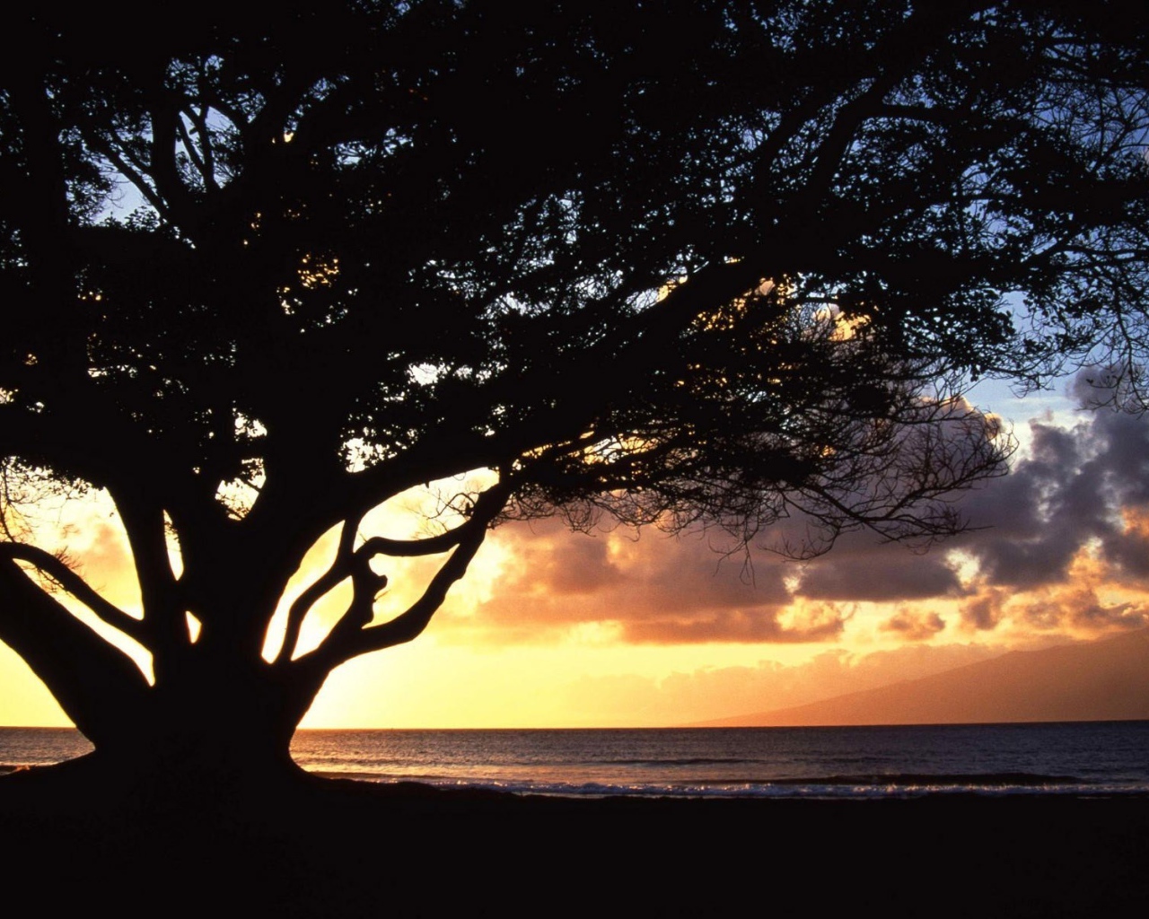 Дерево раскинуло ветви на фоне заката