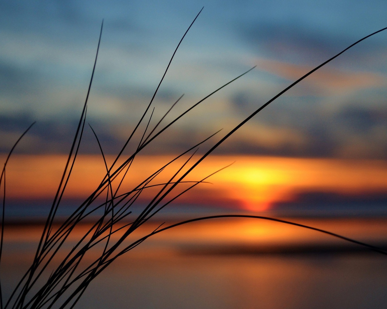 Пучок травы на фоне заката
