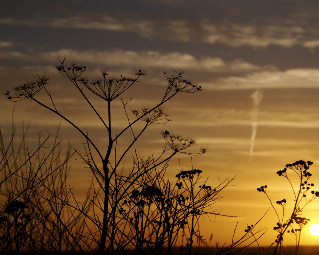 Зонтики сорняков на фоне заката