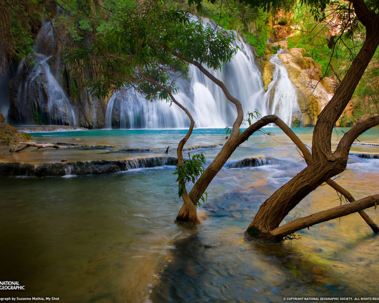 Деревья растут в реке