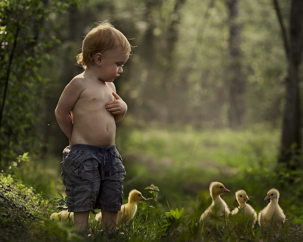 Мальчик гуляет среди утят
