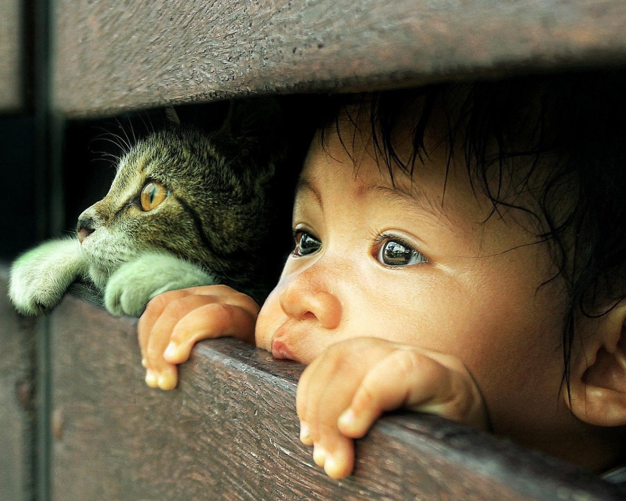 Любознательные кот и малыш