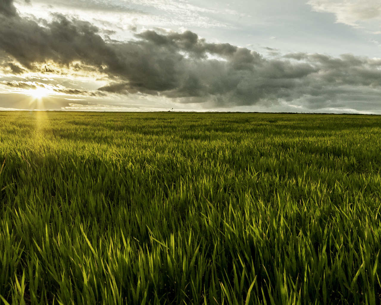 Фермерское поле в Румынии
