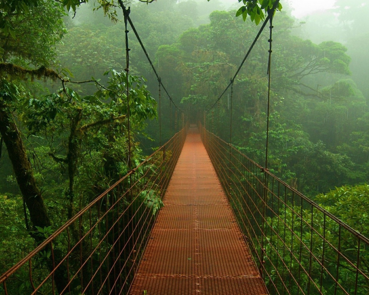 Мост в лесах Амазонии