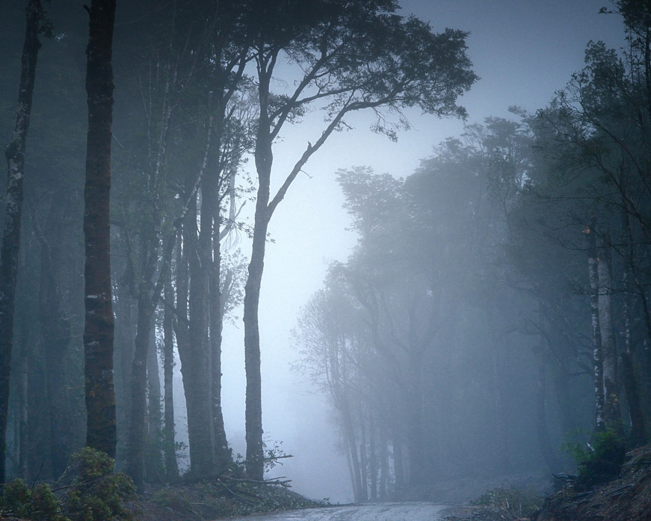 Туманный лес в Чили