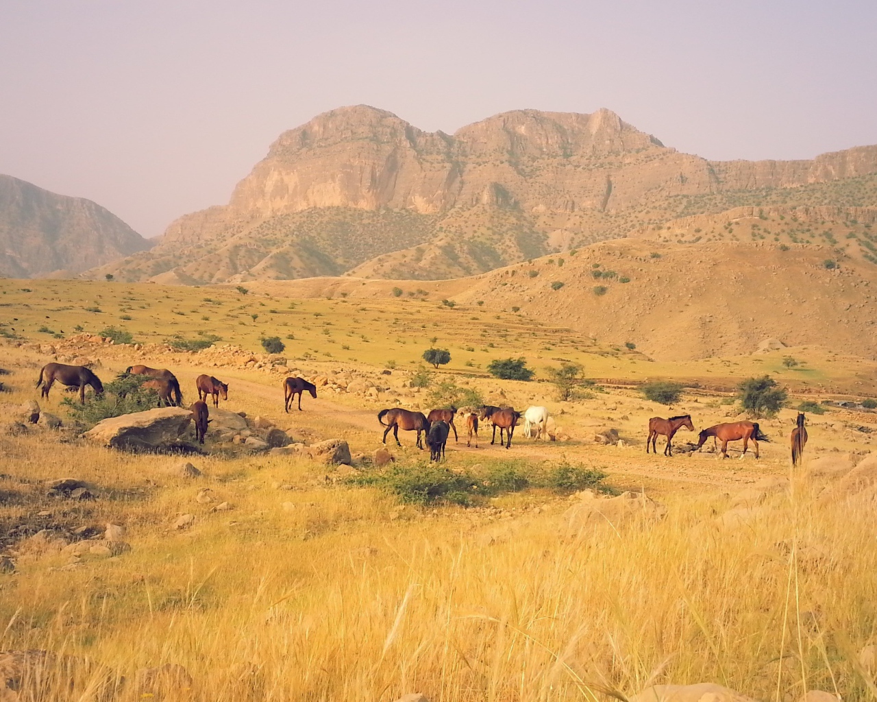 Табун лошадей в горах в Иране