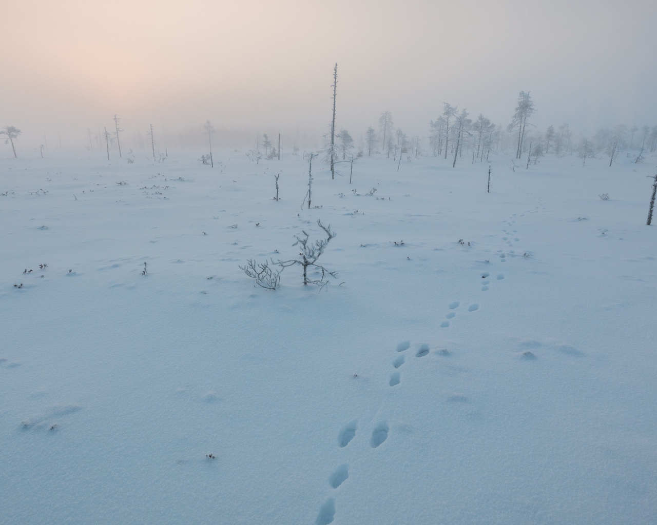 Покрытое снегом поле в Финляндии
