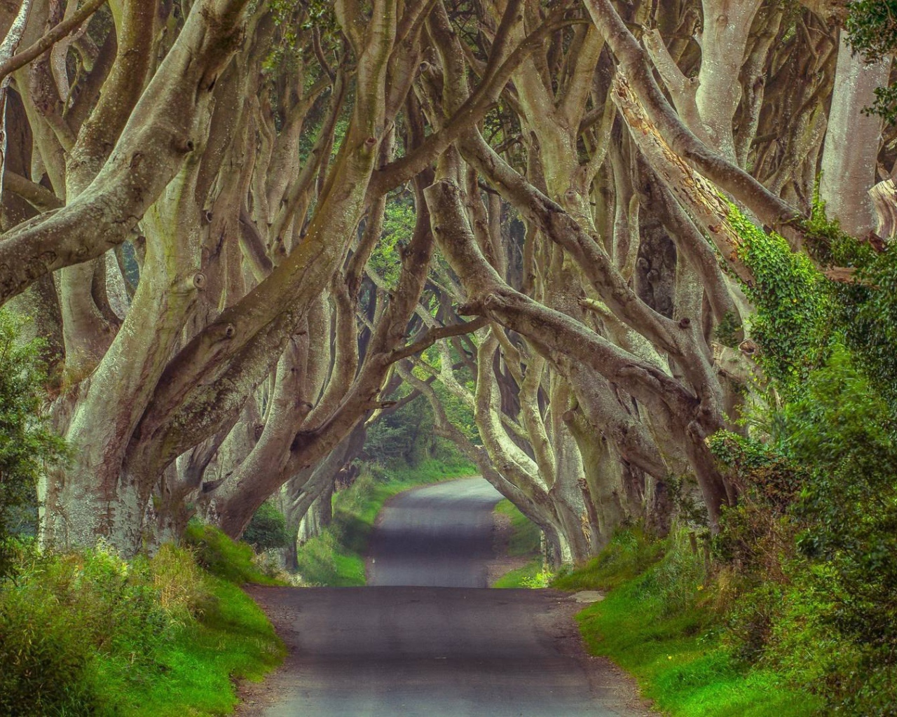 Таинственный лес, Северная Ирландия