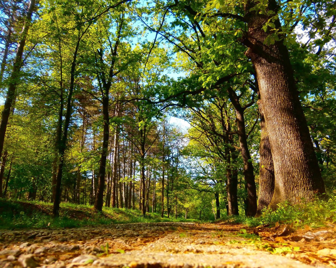 Дорога в старом лесу, Сербия