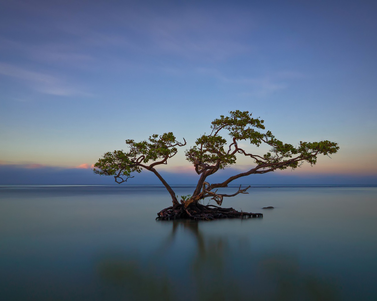 Дерево среди озера в Пуэрто-Рико