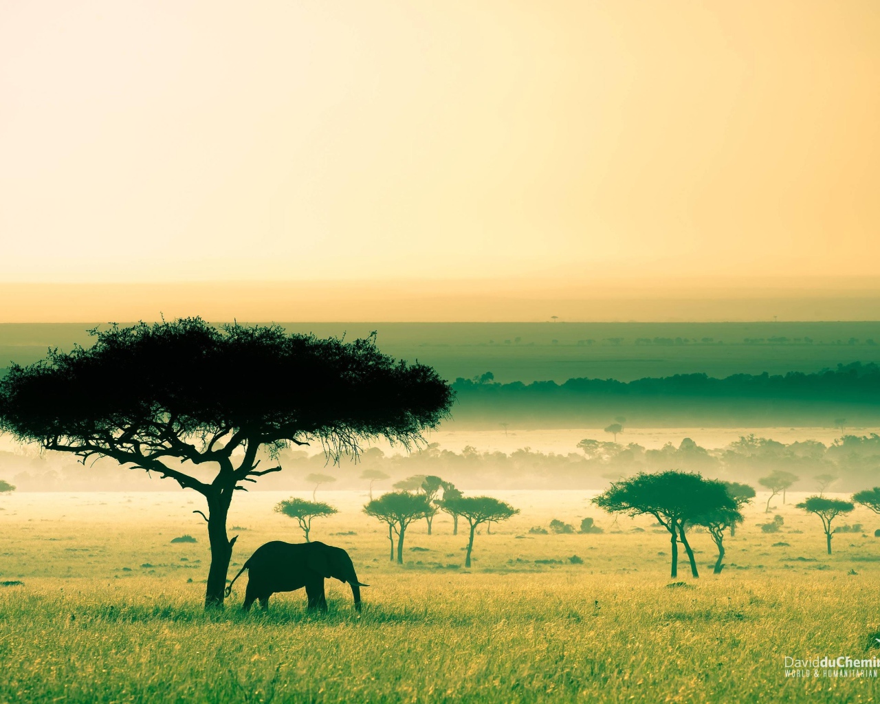 Слон под деревом, Африка