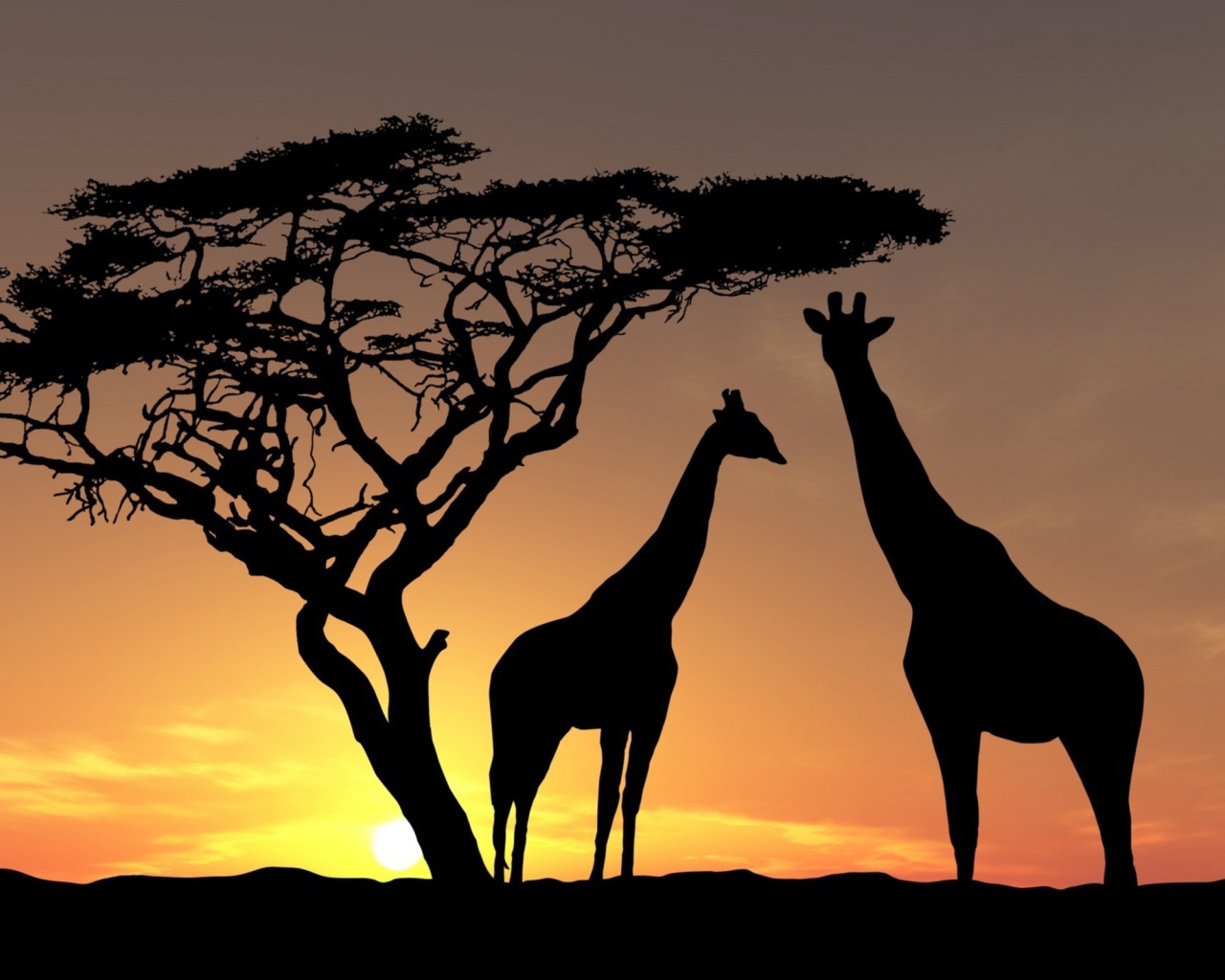 Жирафы у дерева на закате, Африка