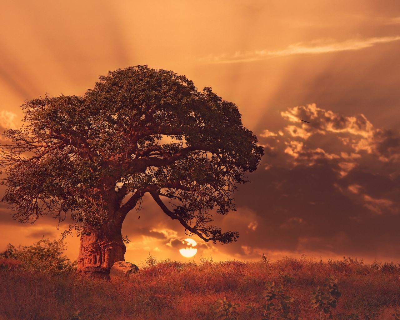 Огромный баобаб на закате в Африке