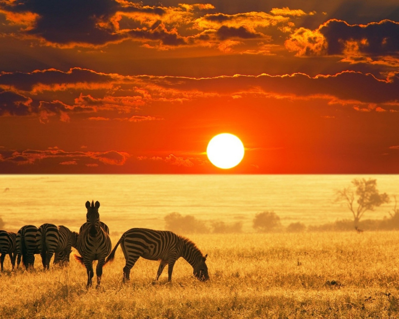 Зебры в поле на закате, Африка