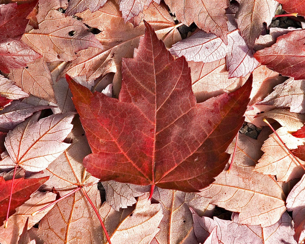 Флаг Канады из осенних листьев