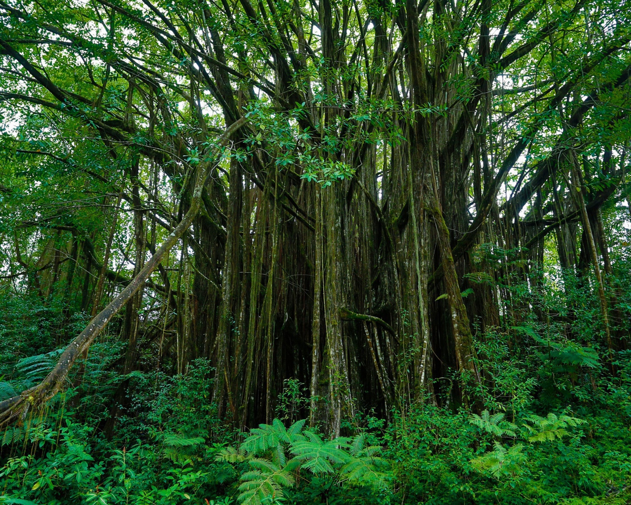 Густые заросли на Гавайях