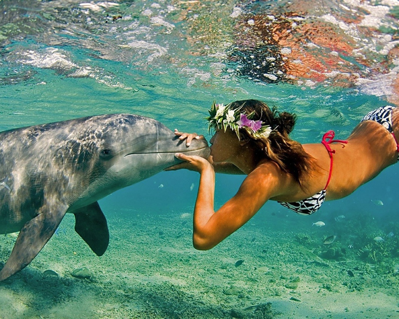 Девушка и дельфин под водой, Гавайи