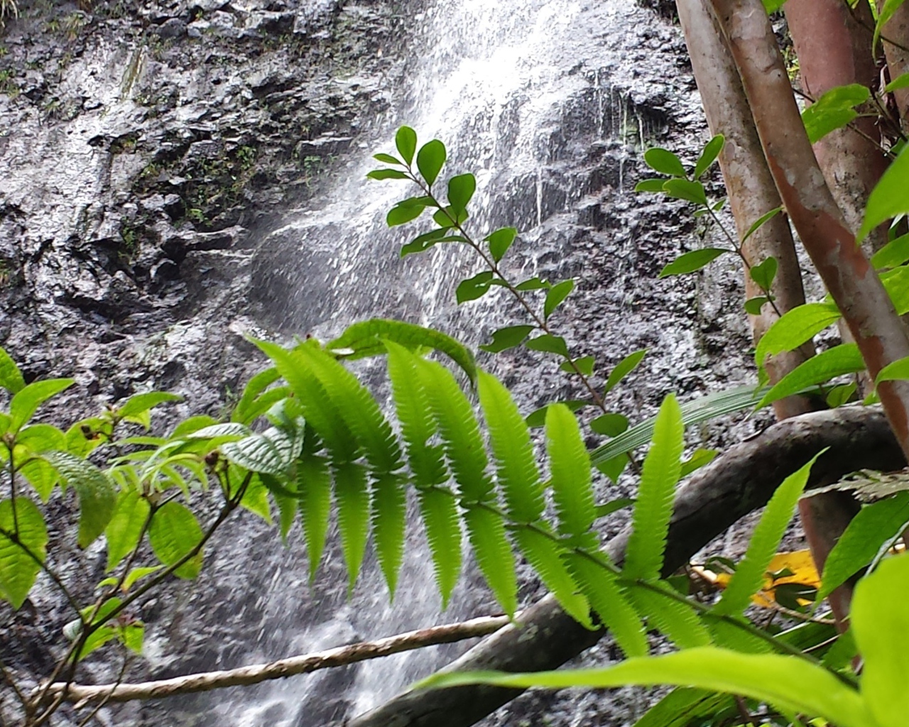 Водопад в заповеднике на Гавайях
