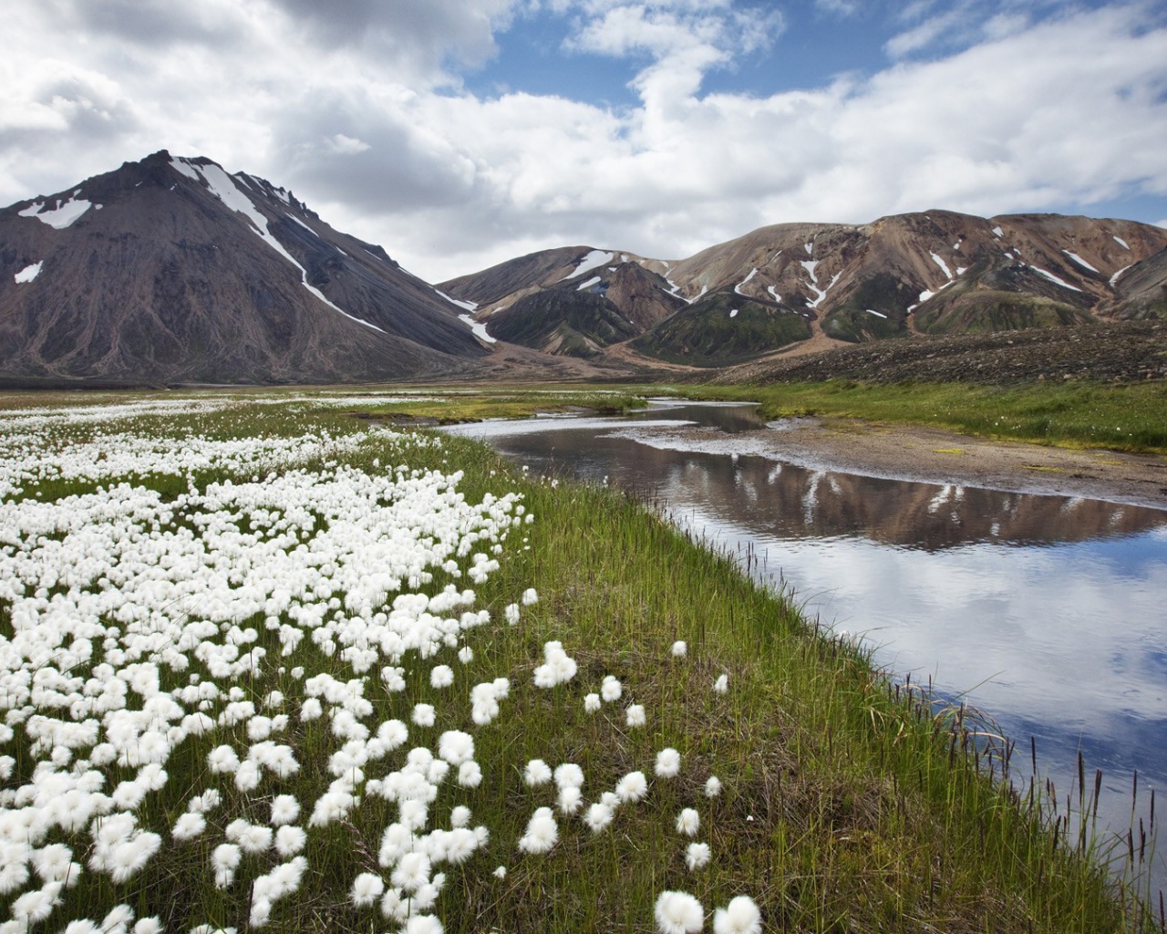 Полевые цветы в Исландии