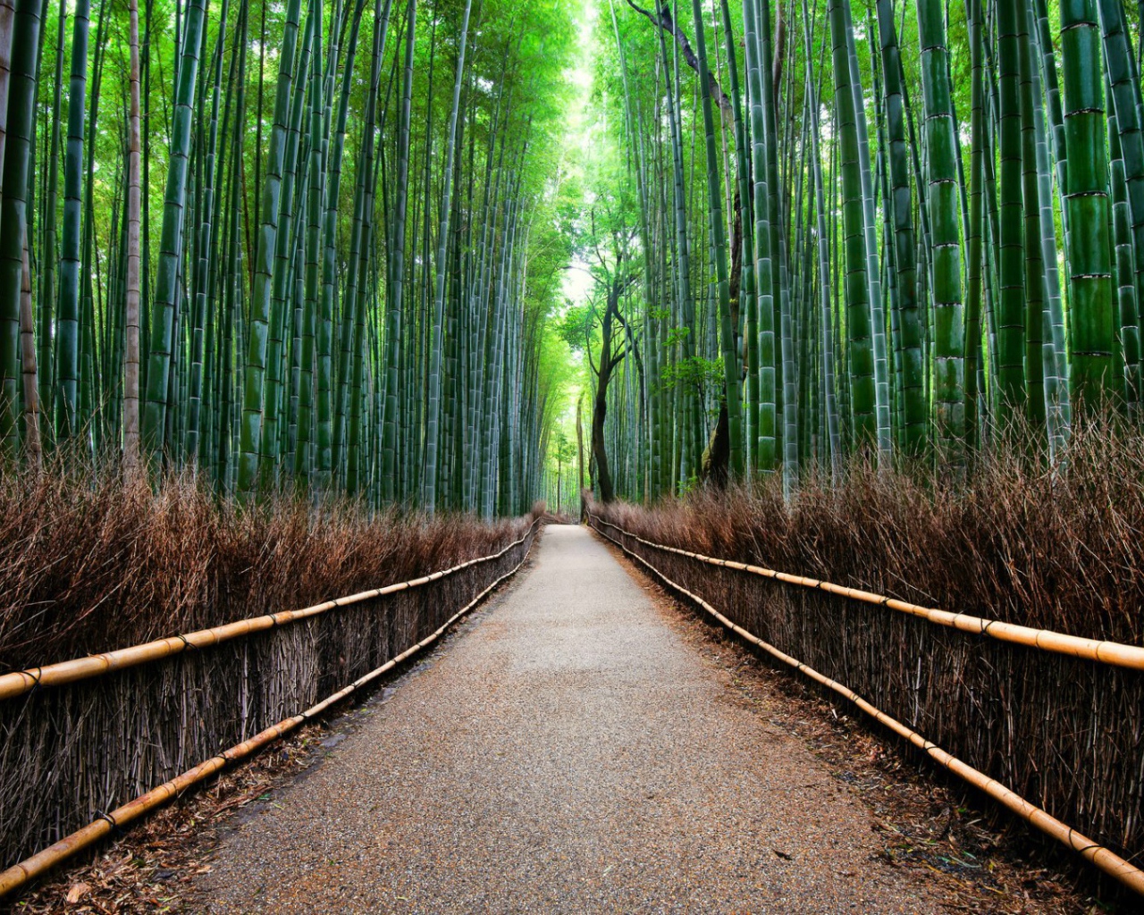 Sagano Bamboo Forest in Kyoto, Japan