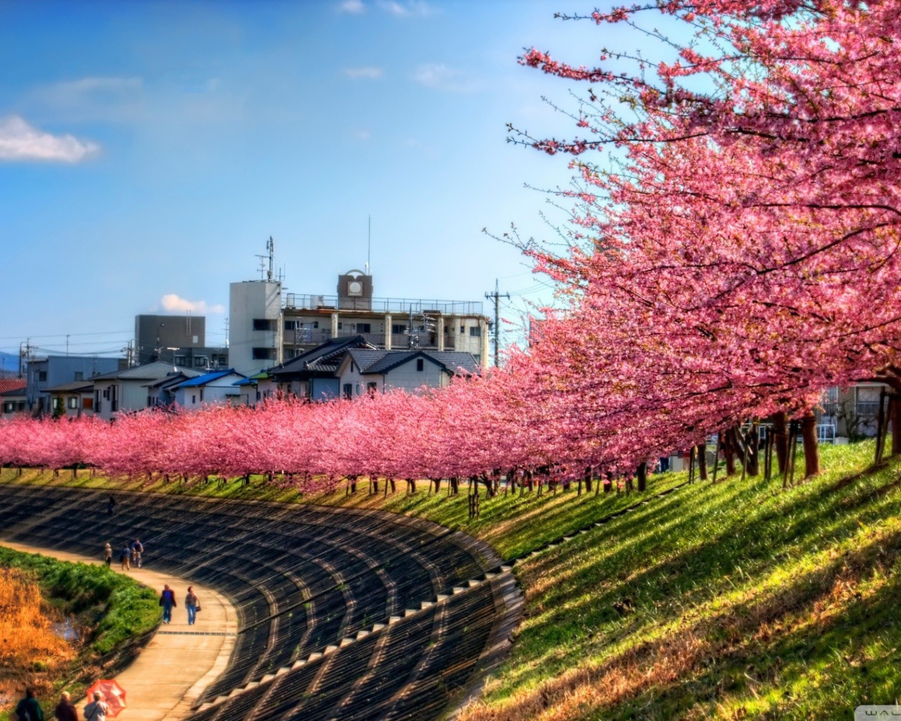 Ряд цветущих вишен над прогулочной дорожкой
