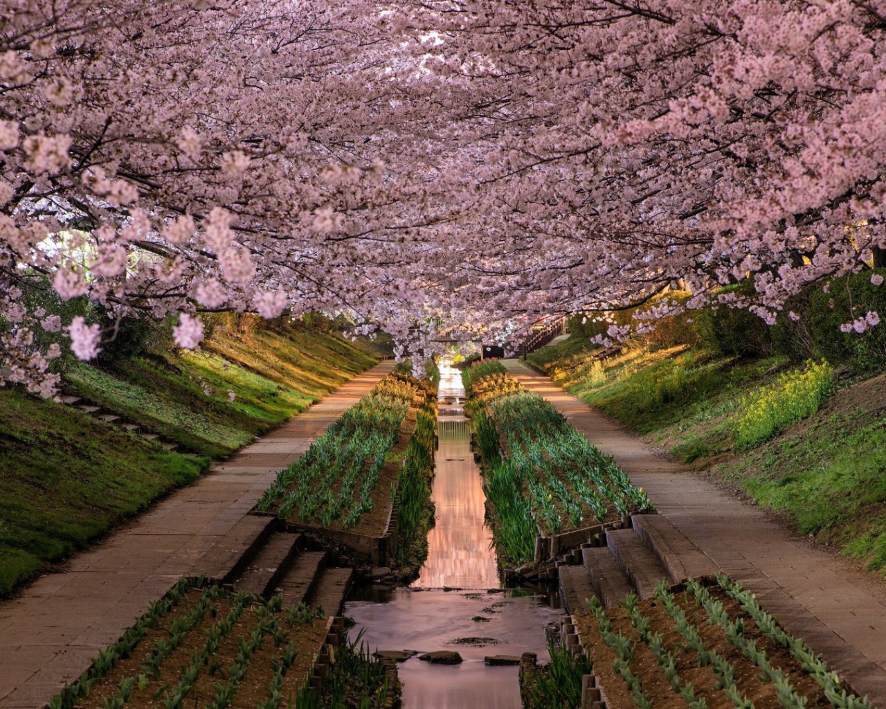 Весенний цветущий сад в Японии