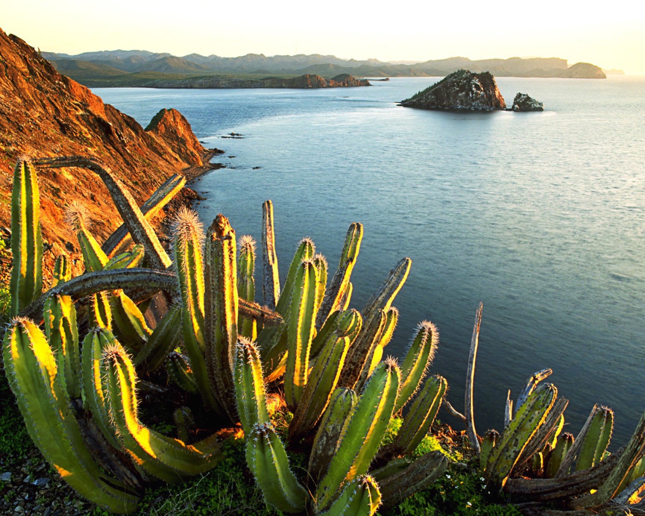 Кактусы у моря в Мексике