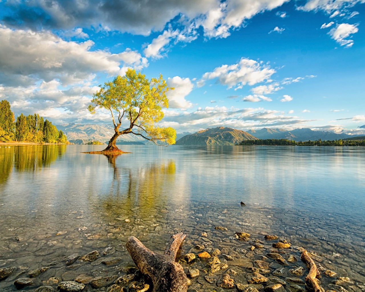 Дерево посреди озера в Новой Зеландии