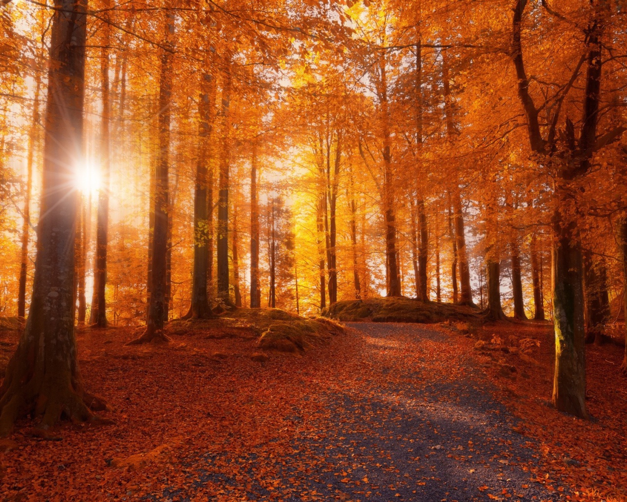 Осенний лес в Норвегии