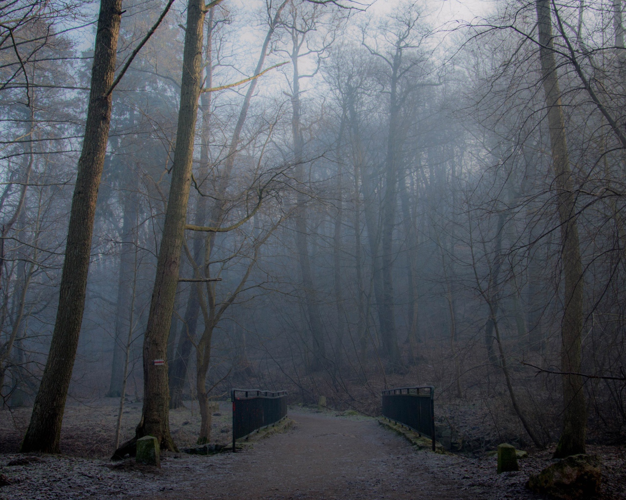 Туманный лес в Польше